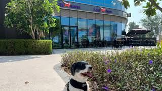 Video 157 - Seven Dawgs