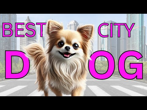 Why you should get a Chihuahua