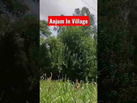 Talha anjum In village 1 #agency Mein aur mery #idols