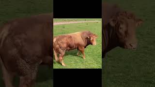 Bull Spots Cows—and His Reaction Is Priceless