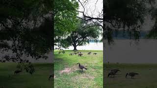 A gaggle of geese