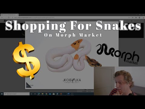 Shop For Snakes On Morph Market - Looking for some het clown female ball pythons