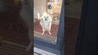 Japanese Spitz meets his owner from work barking #spitz #japanesespitz #barking
