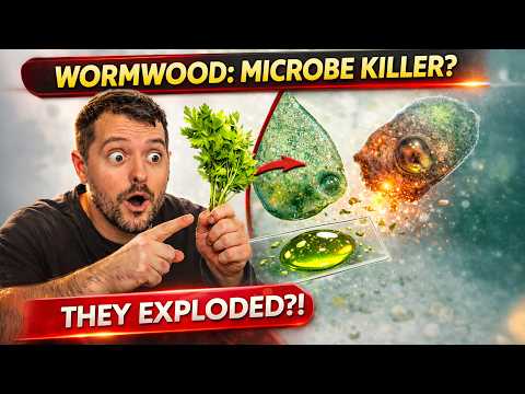 Why Does Wormwood Destroy Microbes? Shocking Microscopic Result