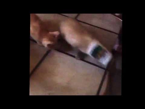 Catz!!Gone completely bananas SAMMICH!