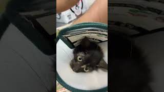 Help Us Save This Innocent Kitten's Future After Horrific Attack Leaves Her Fighting...[STORY BELOW]