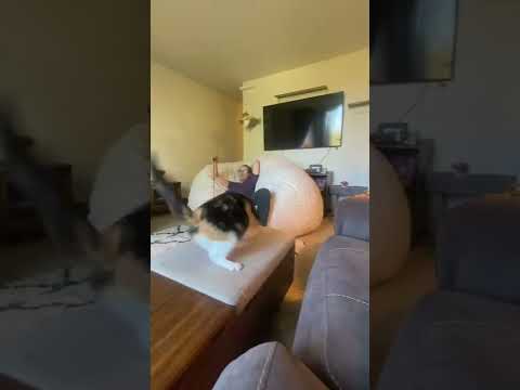 Uahpet extra long cat teaser; for the lazier cat owner #viralshorts #uahpet #percythecat #shorts