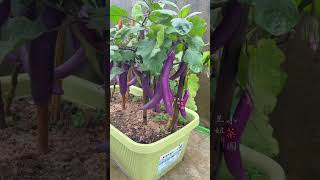 Eggplants Take Time, But the Rewards Are Worth It #EggplantHarvest #PatiencePaysOff #Gardening