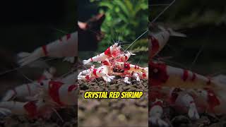 Top 5 Freshwater Shrimp for Your Aquarium