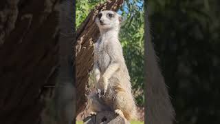 Australia Zoo