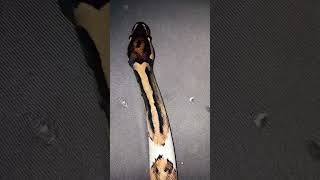 #reptiles #piedballpython  #animals #pets #exotic #exoticanimals #foryou #fypシ゚viral