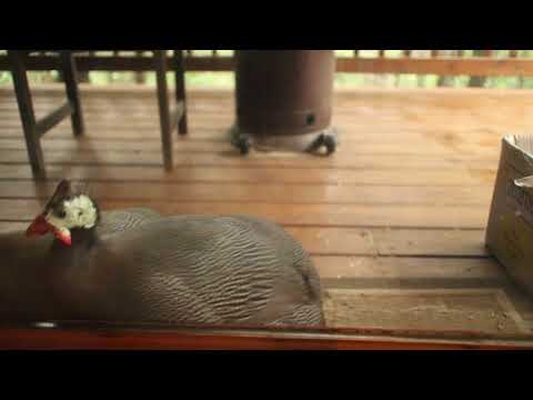 Guinea Psychosis: Separation Anxiety