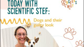 Scientific Stef: Dogs and their quilty looks