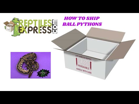 How to ship Ball Pythons