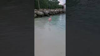 Aruba, The Amazing Flamingo Beach