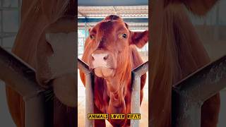 cow Lovers new short video 👌🔥#cow #animals #shorts #viralvideo #foryou #2025