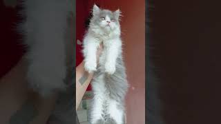 #catlover🥰 #statusvideo😱#whatsapp #cutestatus #🐈🥰