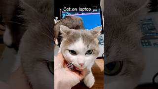 Mishmish is updating your laptop. Progress: 1% cuddles, 99% fur.