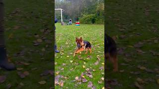 Kaiser #germanshepherd #puppy #dog #fyp #doglife #cute  #shorts  #walk #mustwatch #gsd #pets