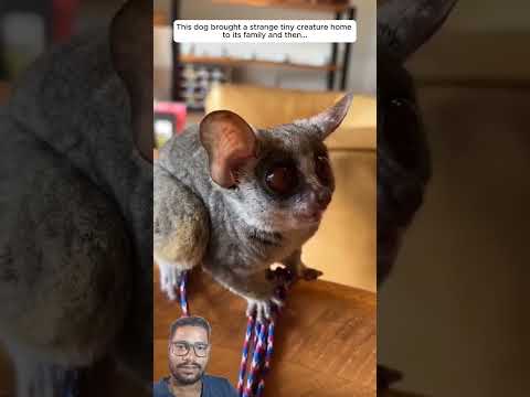Bush Baby VS Human 👶🐒