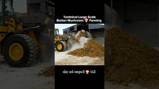 Technical Large ScaleButton Mushroom 🍄 Farming #mushroom #agribusiness #viral