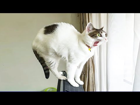 OMG Funny Cats Videos😂 || Funny Animals Competition 2025