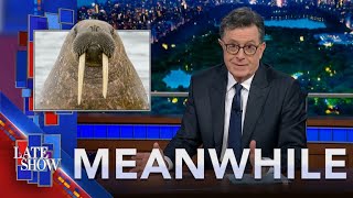 Meanwhile... Nicole & Keith Split | Beloved Walrus Penis Stolen | Rejected Vanity License Plates