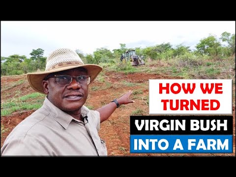Farming in Zambia: The Advantages of Using Machinery to Turn Virgin Bush into Farm Land for Planting