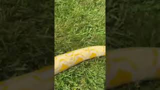 Python reticulatus🤯😍🐍