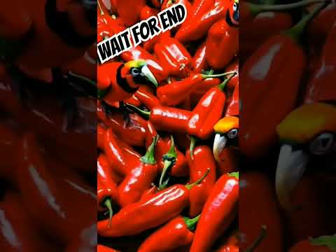 Spicy Red Chillies Dance | Viral Short Video
