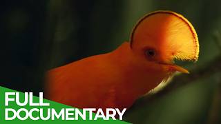Wild Brazil – The Heart of the Amazon Rainforest | Free Documentary Nature
