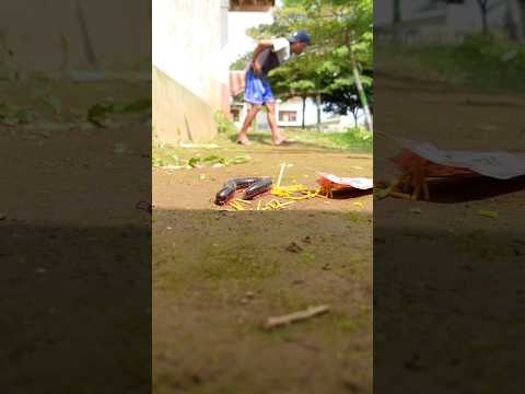 do millipedes like spicy things!#millipede #shortvideo #shorts #short