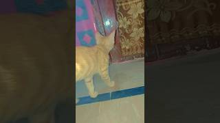 "Privacy please ! cats 🐱 enjoy time drama 🤣🚪 #cat #shorts #meow