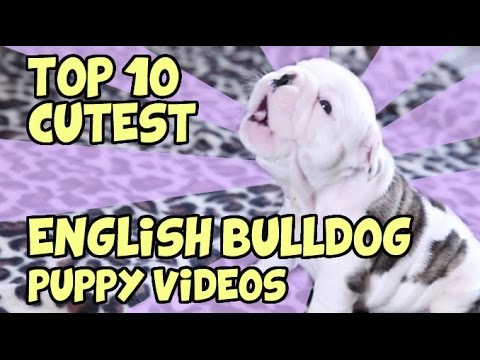 TOP 10 CUTEST ENGLISH BULLDOG PUPPY VIDEOS