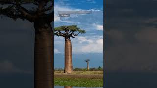 One of the World's Most Iconic Trees: Baobab Tree