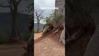 Baobab Tree is one of the oldest living trees on earth.#baobabtree #nature #africa #tress #baobab