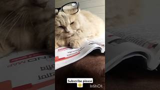 #cat#cats#catstudyplan