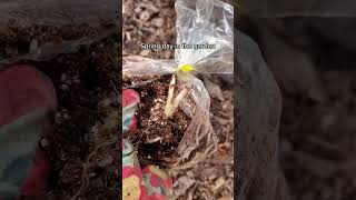 #gardening #backyard #springvibes