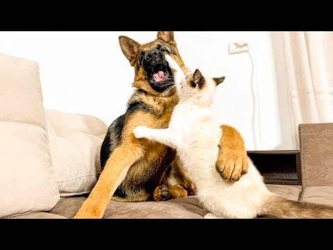 Funny Animals Videos of 2025 😍 Try not to laugh