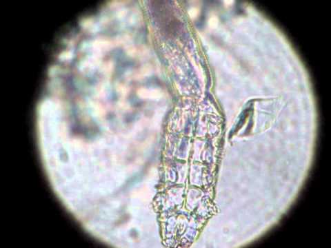 Canine demodex mite