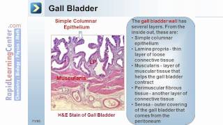Rapid Learning: Histology - Organ System Histology