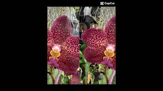 #orchids #orchid #orchidslover #flowers #flower