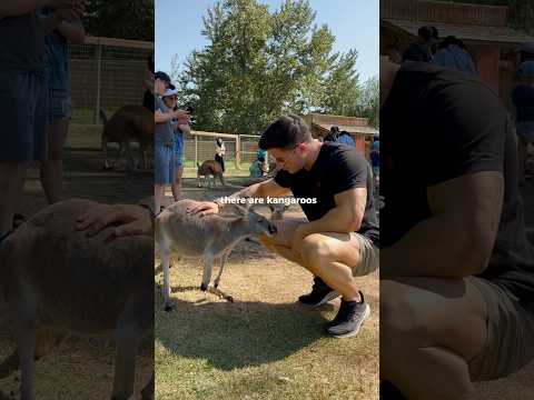 Add this to your bucketlist for this summer!! #kangaroofarm #kelowna #thingstodo #coolplaces