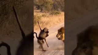 Beasts in Breakdown #minicamera #monkey #animals