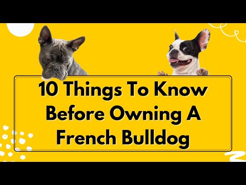 Things To Know Before Owning A French Bulldog