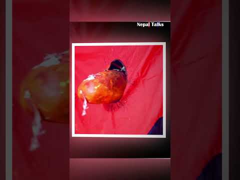 - भक्तपुरमा यौन पर्वको रुपमा मनाईन्छ होली।। Holi ।। Nepal Talks