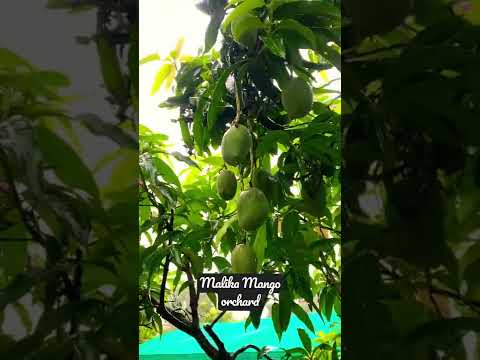 ICAR IARI Mango Orchard #icariariassistantrecruitment2022 #iaritechnician #icariariassistant