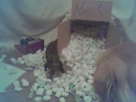Ferret Frenzy