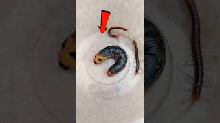 😱 World Mysterious Insects!.. Don't skip
