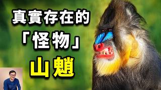 The world's largest monkey ,the difference  between it and baboon  #animal #mandrill  #primate